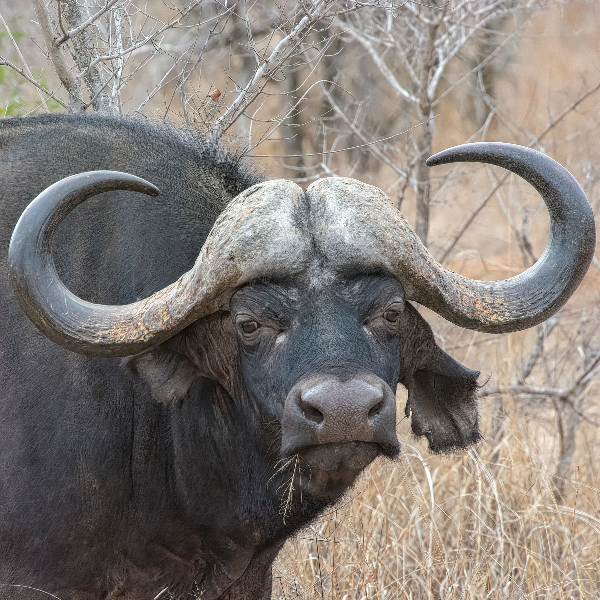 Water Buffalo hot - Africa